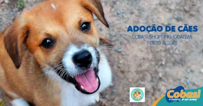 O shopping Cobasi Porto Alegre recebe o centro de adoção de cães da Anjos de Patas
