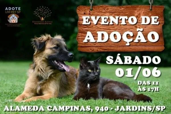 Adoção de cães e gatos neste sábado, 1 de junho, às 11h, na Dimensão Animal, Alameda Campinas, 940, Jardins. Em parceria com o Projeto Adote um Pet SP.