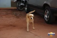 Multa para cães soltos em Campo Grande