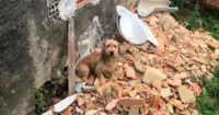 Salve Animais: Entenda a Lei