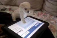 Venda de Animais no Facebook