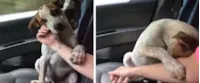 Cachorro agradece por ser resgatado e mulher se emociona