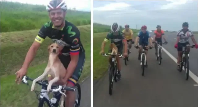 Ciclistas encontram cão abandonado em estrada e o levam para casa, em São Paulo