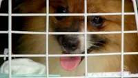 Resgate de animais em canil interditado