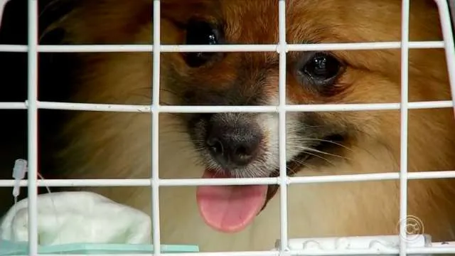 Resgate de animais em canil interditado por suspeita de maus-tratos termina após cinco dias