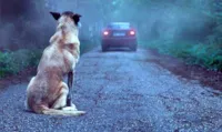 Nova lei multa R$684 por atropelar cão