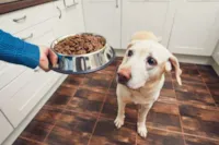 Carnes Suculentas para Cachorros