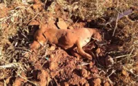 Cachorro encontrado enterrado vivo