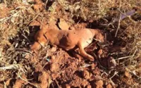 Cachorro é encontrado 'enterrado vivo' dentro de buraco em mata de Catalão