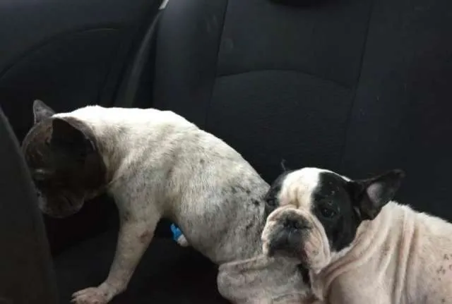 Cinco cachorros vítimas de maus-tratos são resgatados em Joinville