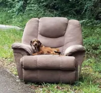 Cachorro Abandonado com Cadeirinha