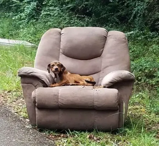 Cachorro abandonado com cadeirão e TV pensava que seu dono voltaria para pegar ele