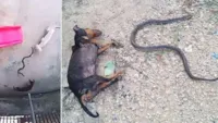 Cachorro heroico salva bebê de cobra
