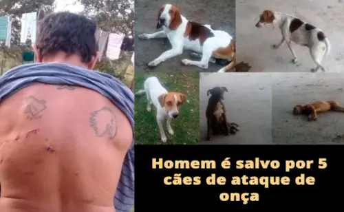 Homem é salvo por 5 cães de ataque de onça em MS