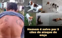 Cães heroicos salvam homem de onças