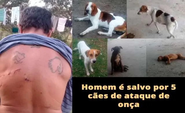 Homem é salvo por 5 cães de ataque de onça em MS