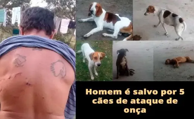 Homem é salvo por 5 cães de ataque de onça em MS