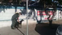 Cachorro resgatado de maus-tratos