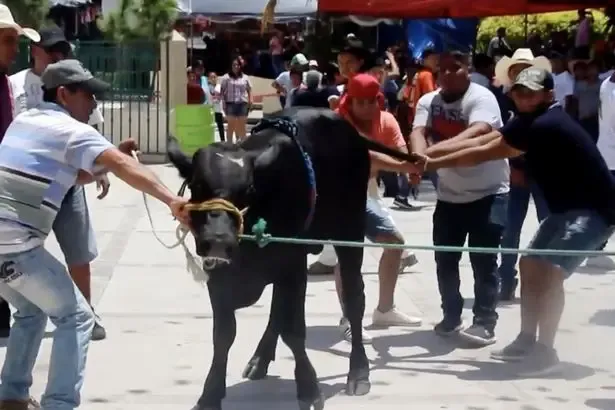 Touro sangra até a morte em ritual de sacrifício religioso