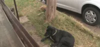 Cuidados essenciais para cães em hospital