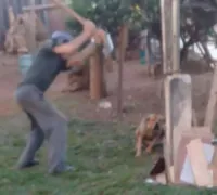 Idoso preso por matar cachorro