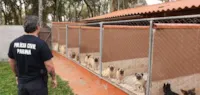 Rede de Pet Shops e Maus-Tratos: A Verdade