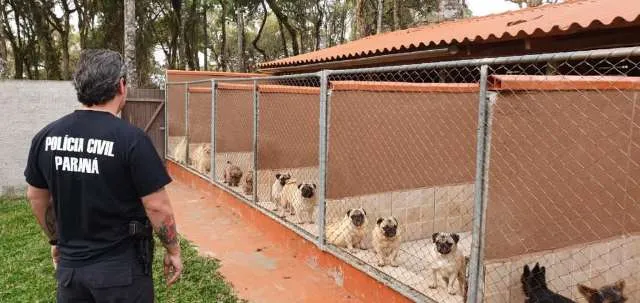 Rede de pet shops envolvida em golpes e maus-tratos é alvo de operação