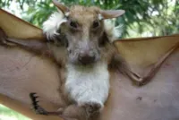 Bizarro: Cachorro com Asas?