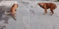 Cachorro de Rua Finge Machucado para Carinho