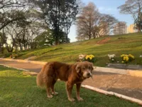 Cachorro no Cemitério da Saudade