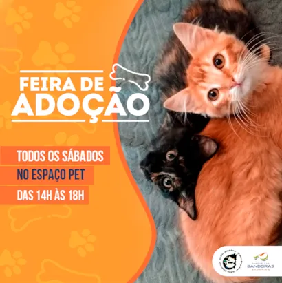 Feira de Adoção em Campinas: Encontre seu novo amigo!