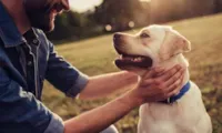 Adoção de Cachorros: Entenda Seu DNA