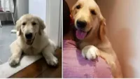 Cachorrinha golden levada por ladrões volta para casa após post nas redes sociais