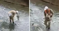 Cachorro salvo no Rio Maracanã