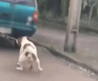 Polícia investiga denúncia contra motorista que amarrou cachorro ao carro em movimento em Ijuí