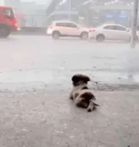 Cachorrinho contempla a chuva