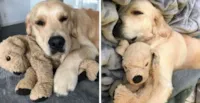 Cachorro operado ganha versão pelúcia