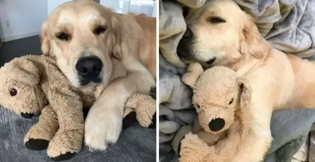 Operado, cachorro ganha versão pelúcia dele mesmo para se recuperar mais rápido