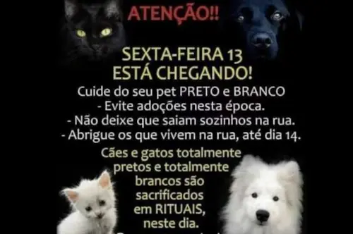 Gatos pretos necessitam de cuidados redobrados na sexta-feira 13