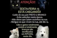 Cuidados especiais para gatos na sexta 13