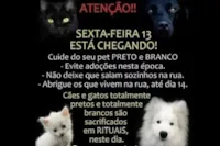 Gatos pretos necessitam de cuidados redobrados na sexta-feira 13