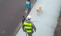Cachorro em perigo em parada de ônibus