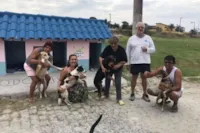 Cãodomínio: Abrigo para cães de rua