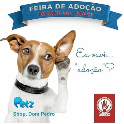 Feira de Adoção Petz em Campinas: Encontre seu Novo Amigo!
