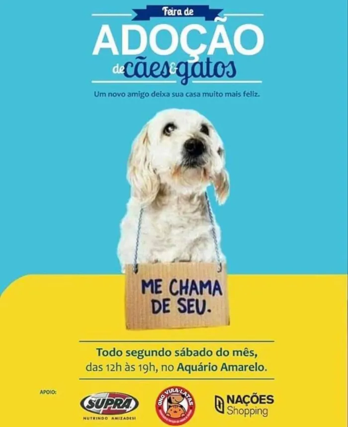 Feira de Adoção de Cães e Gatos em Criciúma – Encontre seu novo amigo!