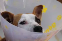 Primeiro hospital público veterinário em BH