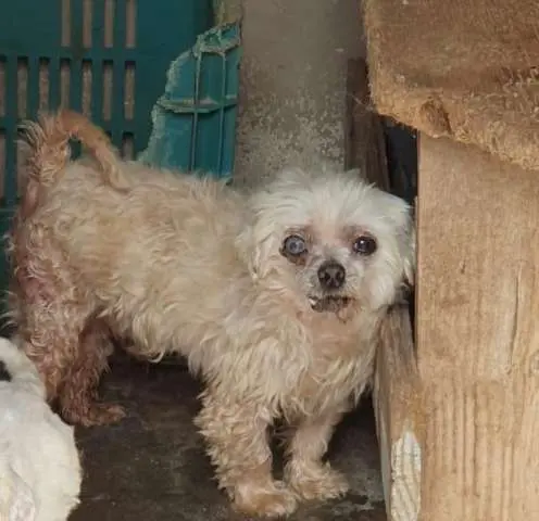 82 cachorros são encontrados em canil clandestino na Região de Curitiba; homem é multado em R$ 41 mil