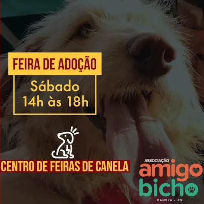 Feira de Adoção Amigo Bicho: Encontre seu Novo Companheiro em Canela!