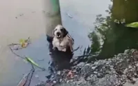 Cadela agredida e jogada em rio