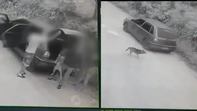 Casal que abandonou cachorro no interior de SP é preso